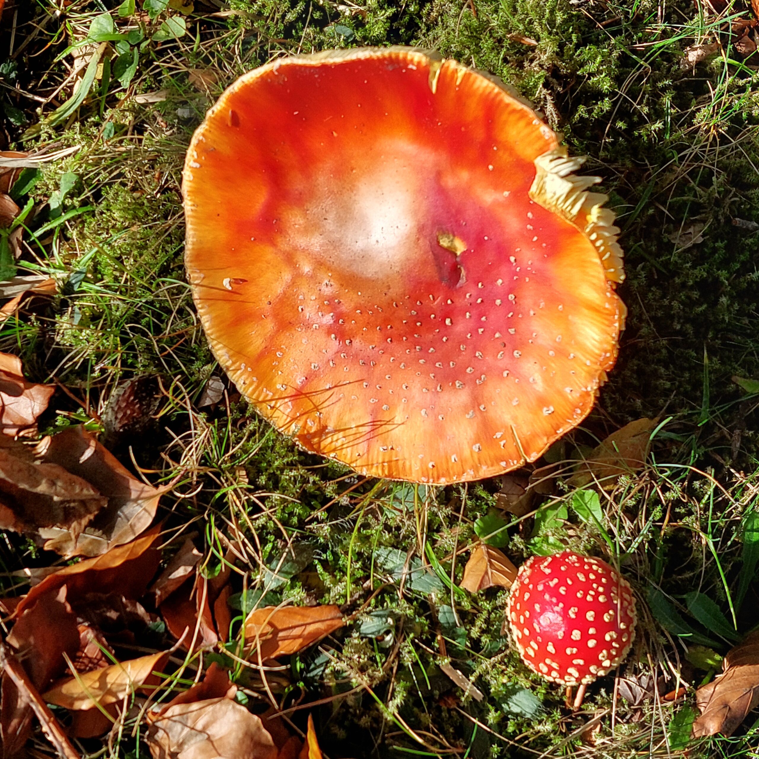 Natuur in Bethanië oktober 2025