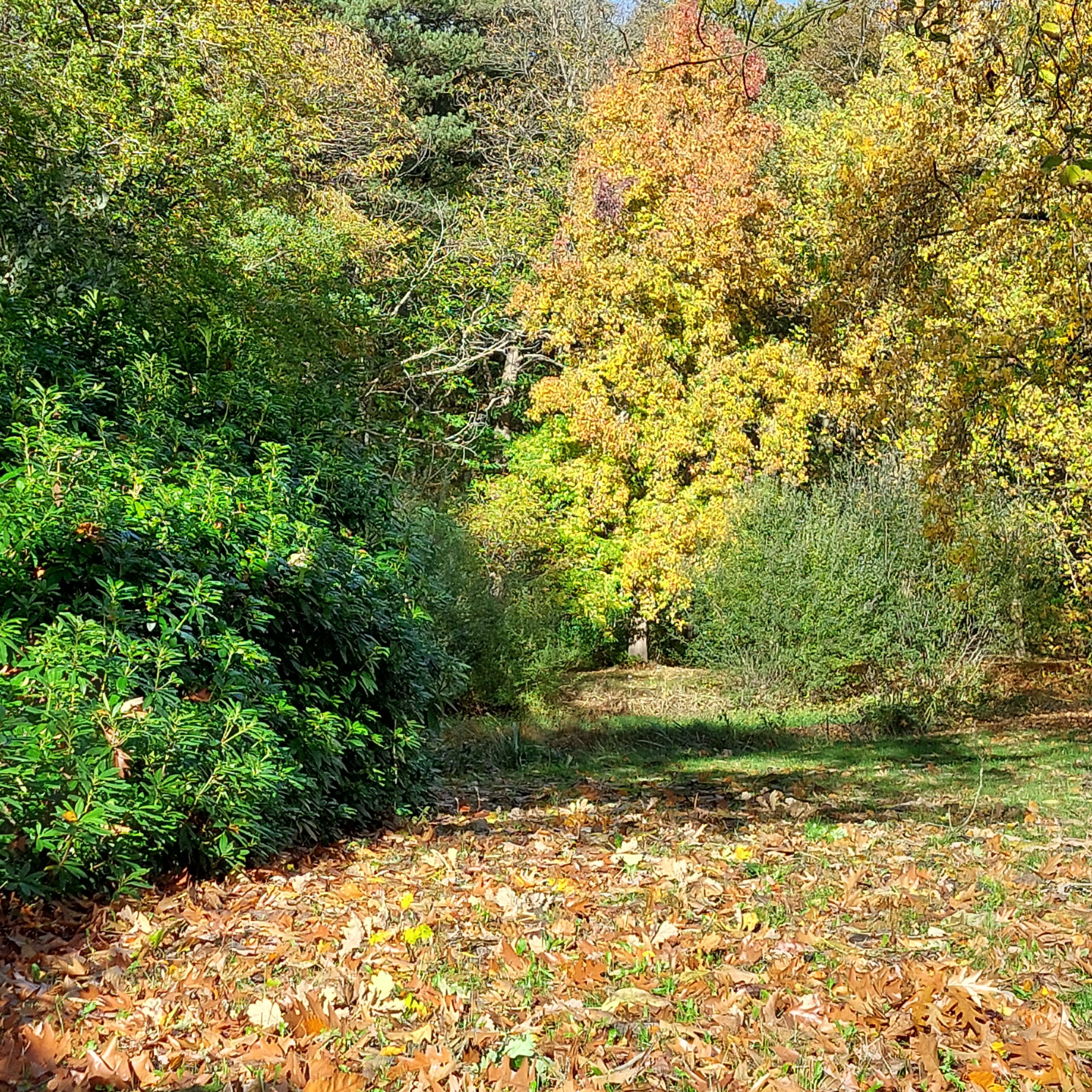 Natuur in Bethanië oktober 2025