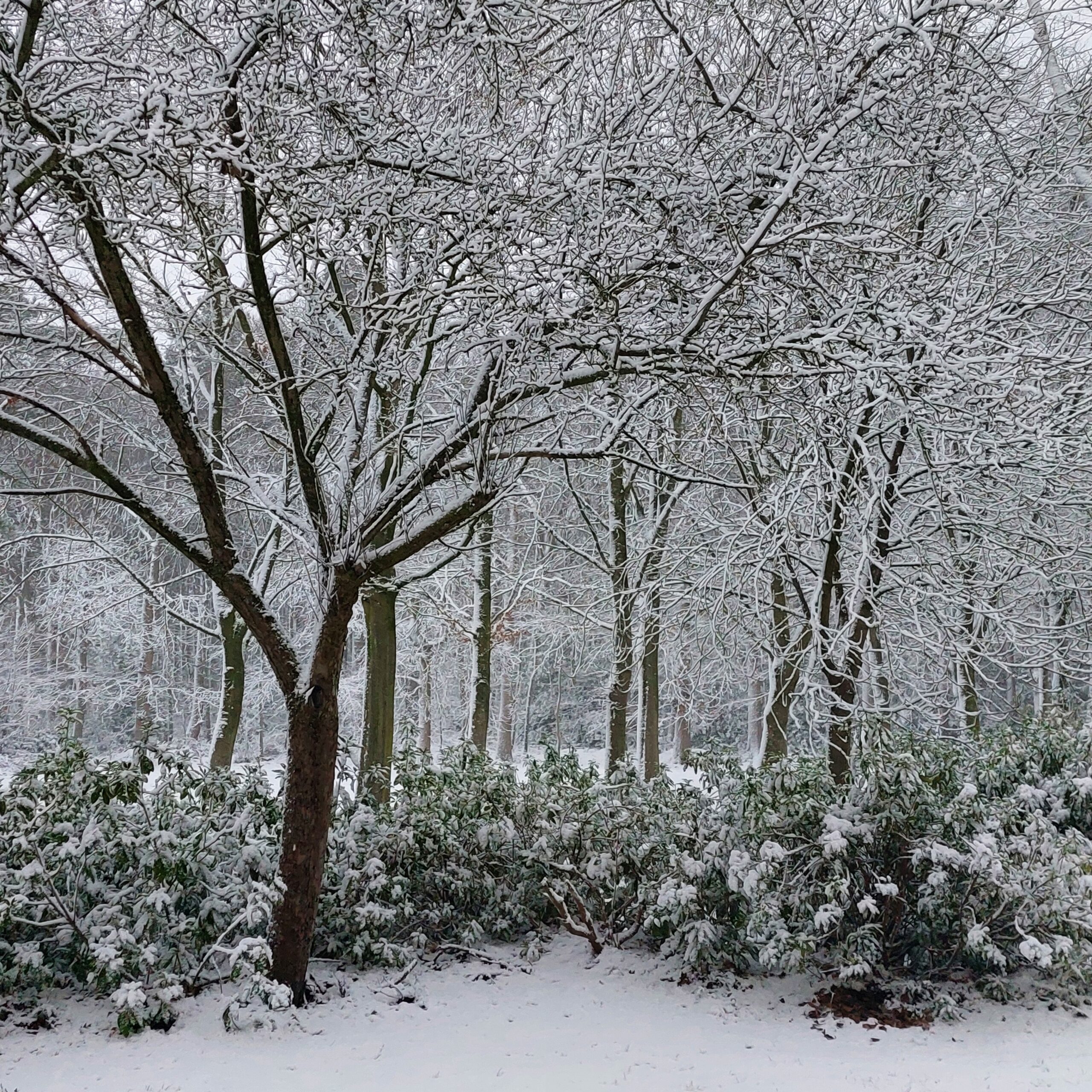 Natuur in Bethanië januari 2026