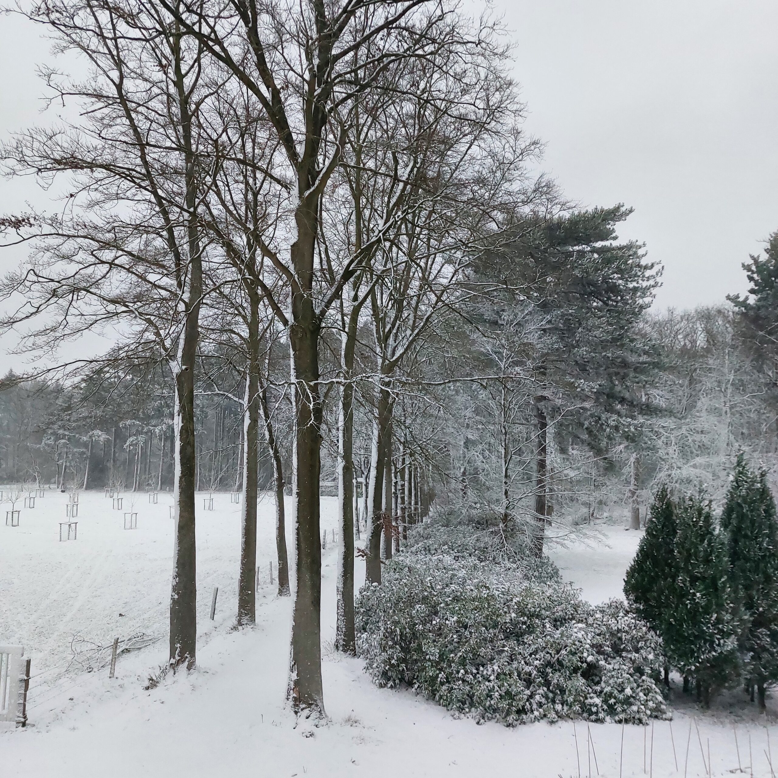 Natuur in Bethanië januari 2026