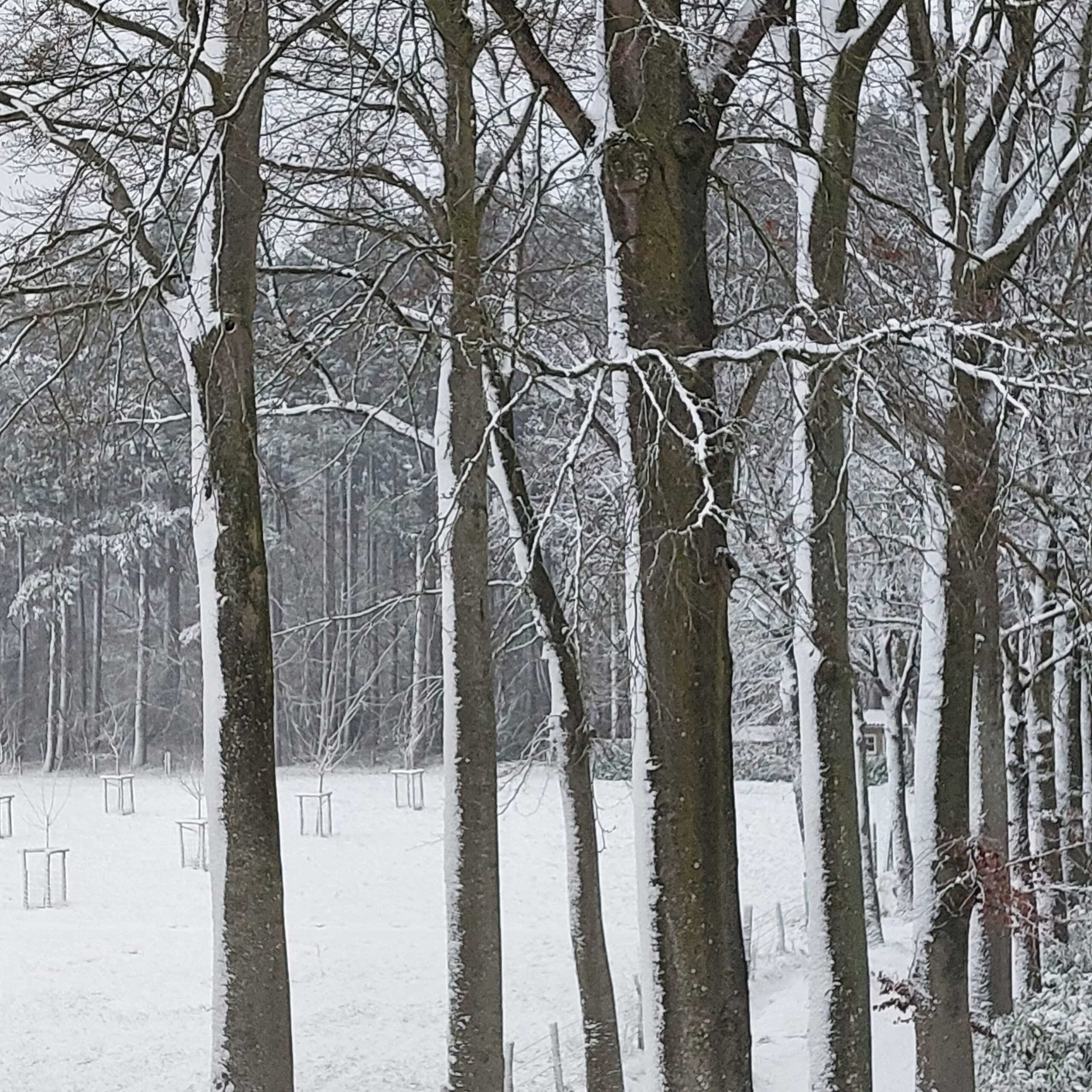 Natuur in Bethanië januari 2026