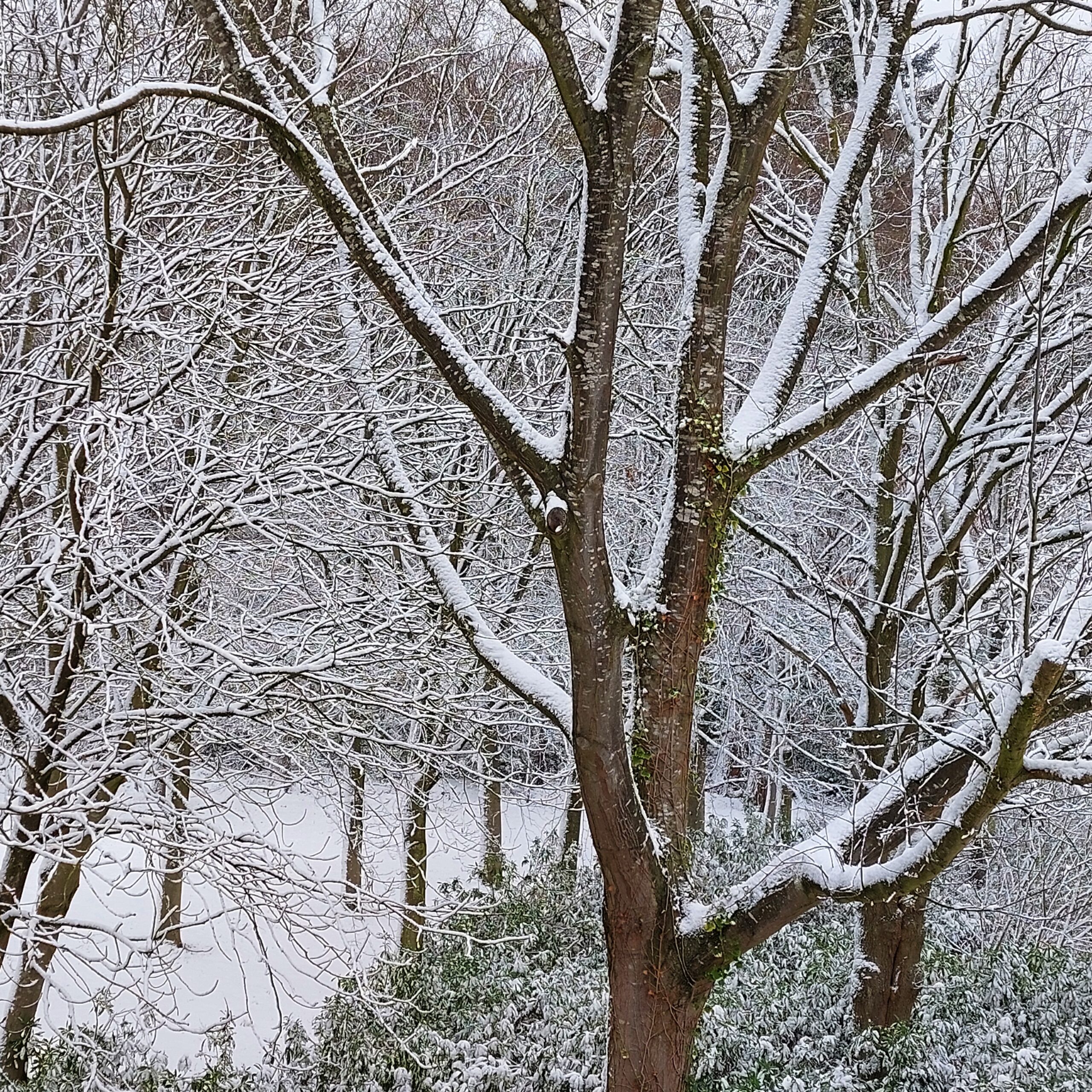 Natuur in Bethanië januari 2026