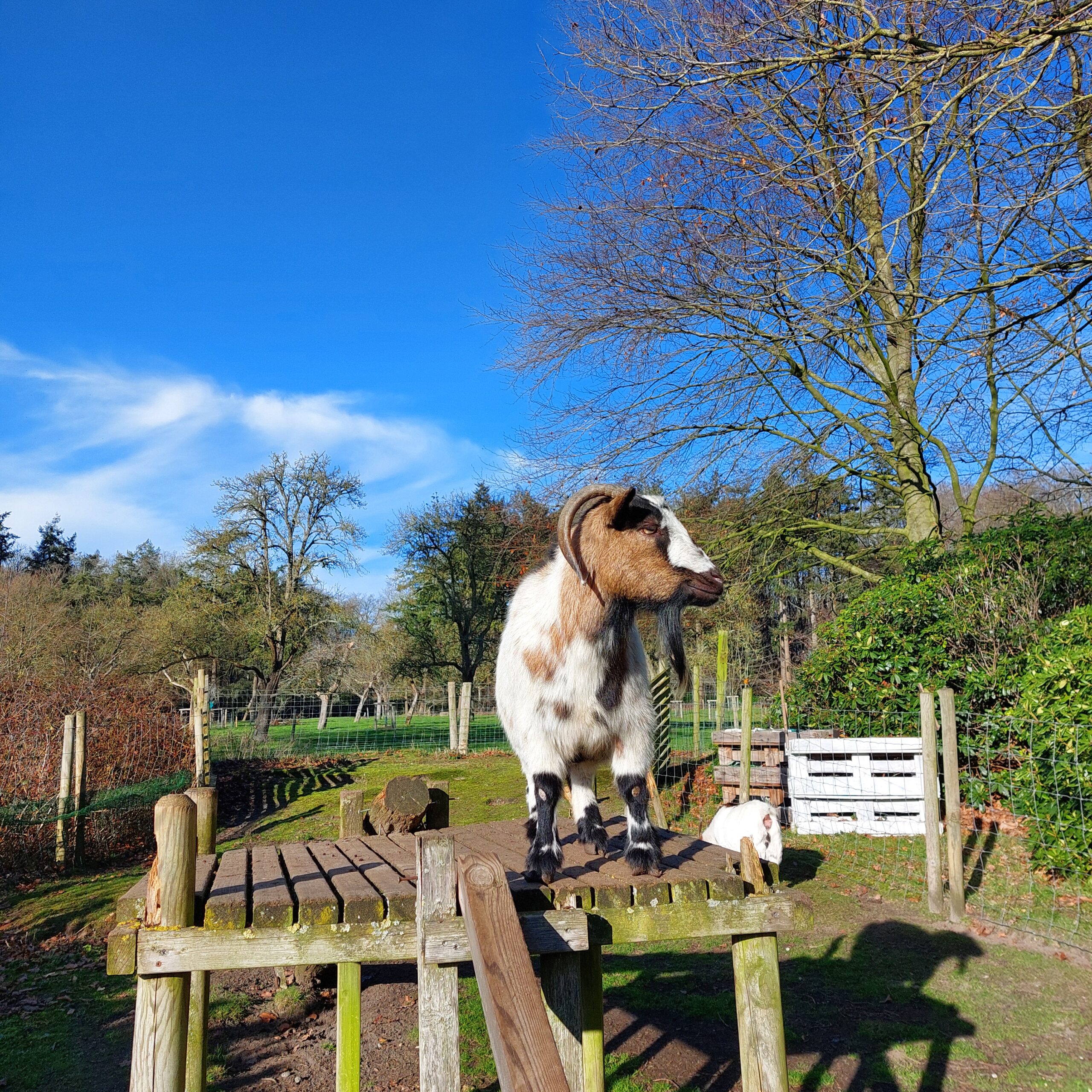 Natuur in Bethanië januari 2026