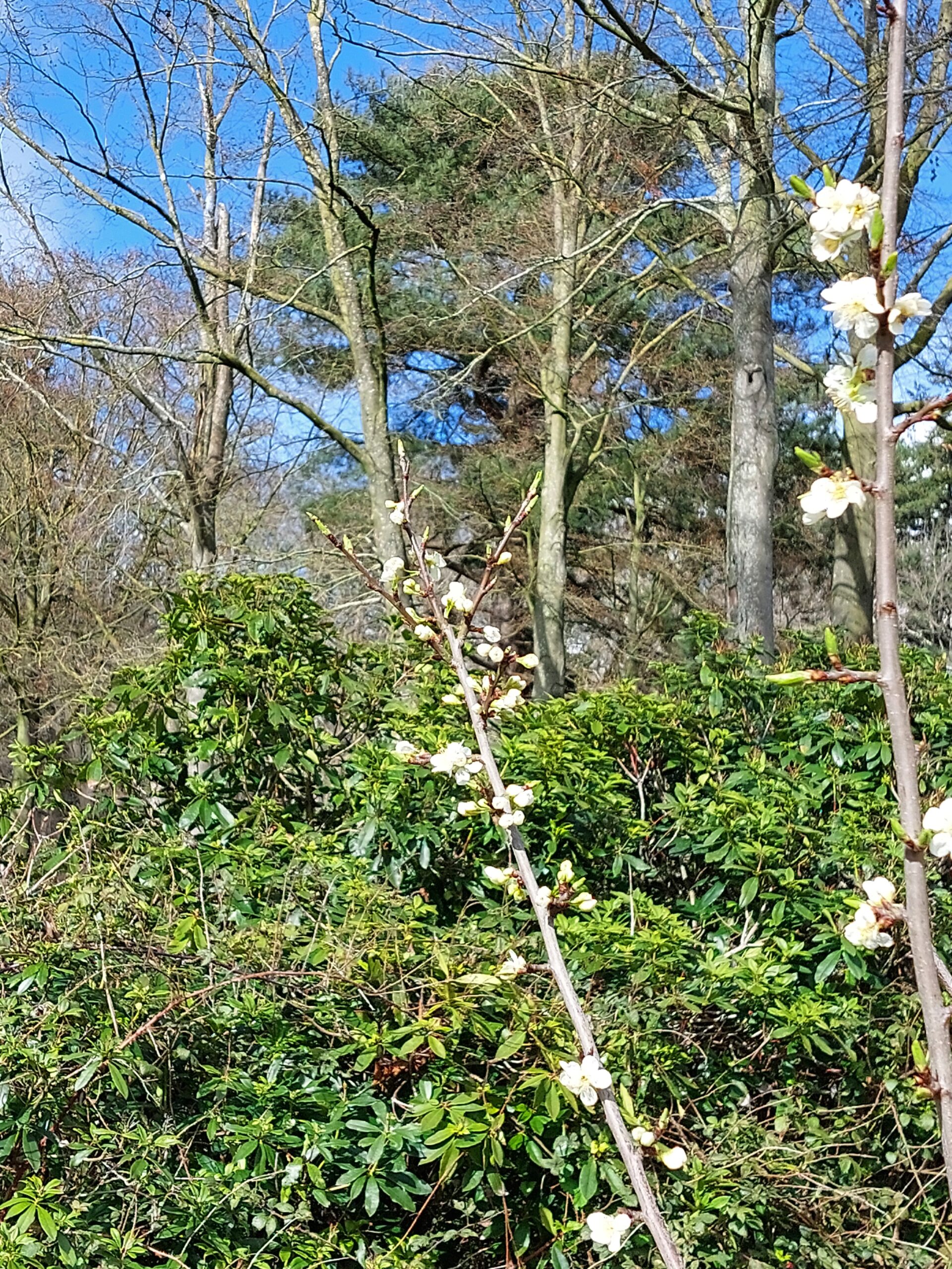 Natuur in Bethanië april 2026