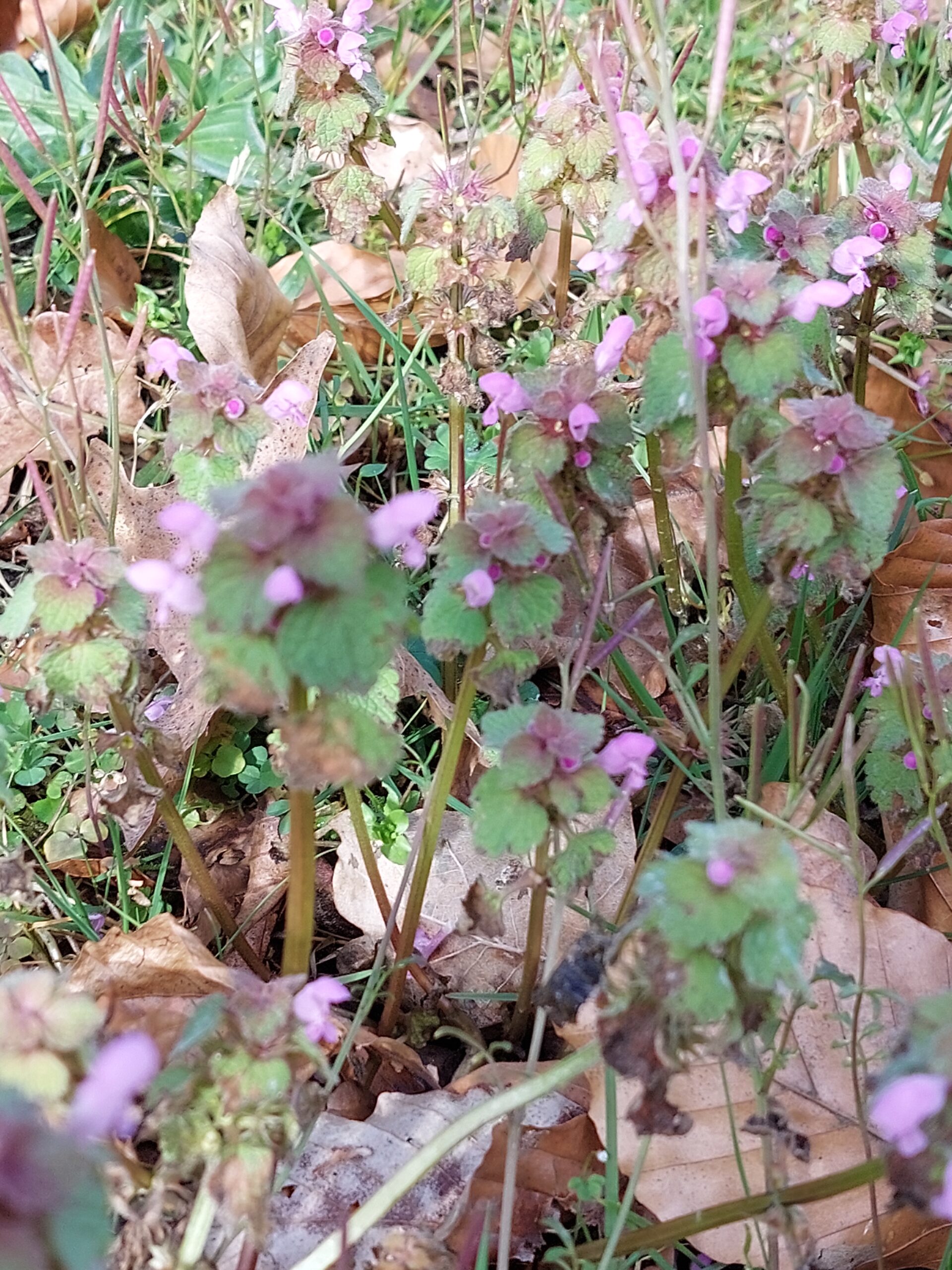 Natuur in Bethanië april 2026
