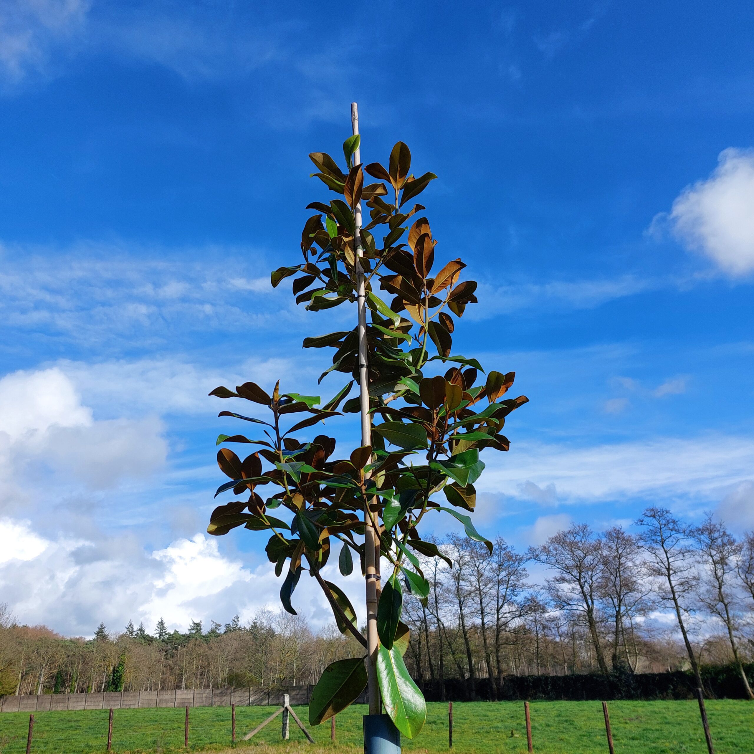 Natuur in Bethanië april 2026