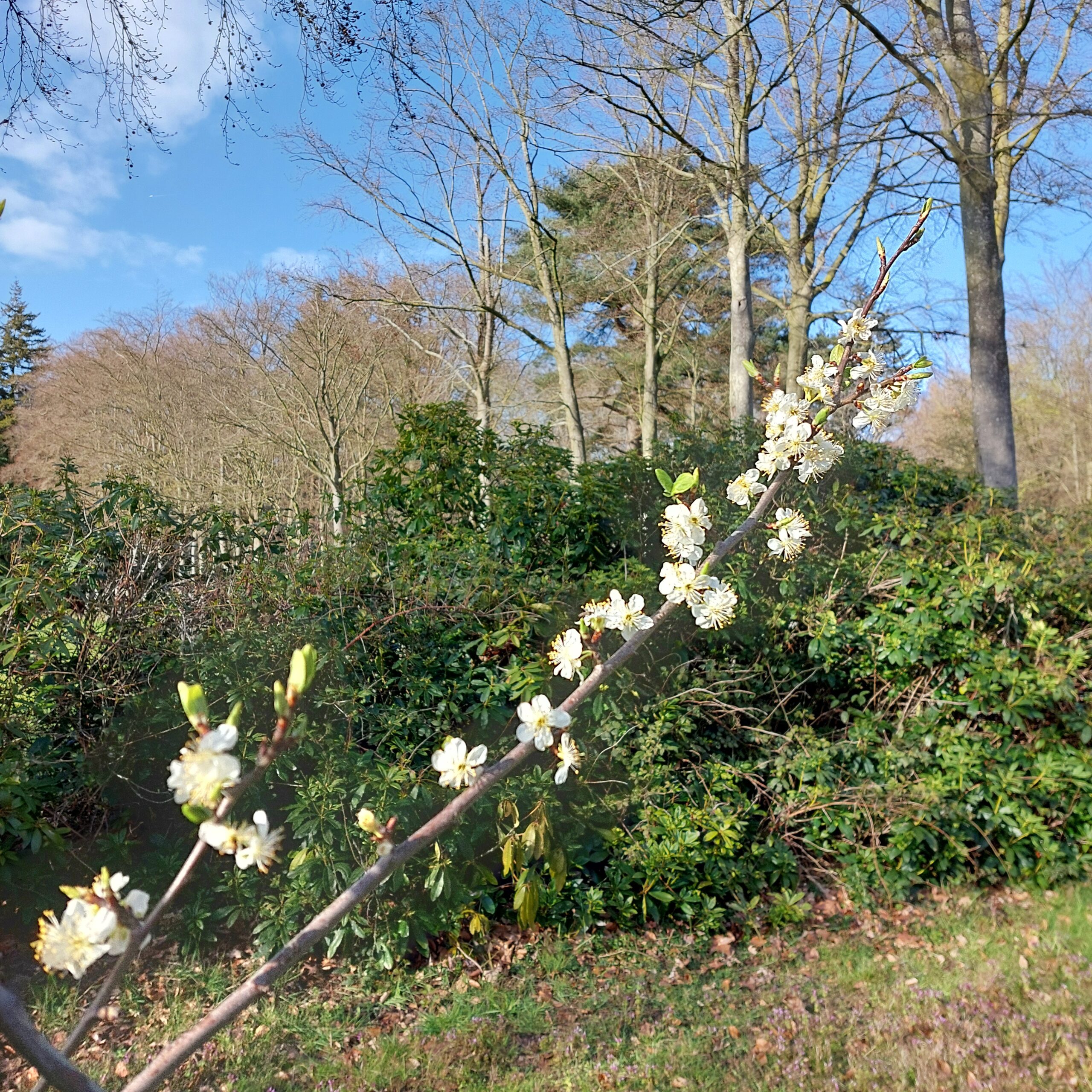 Natuur in Bethanië april 2026