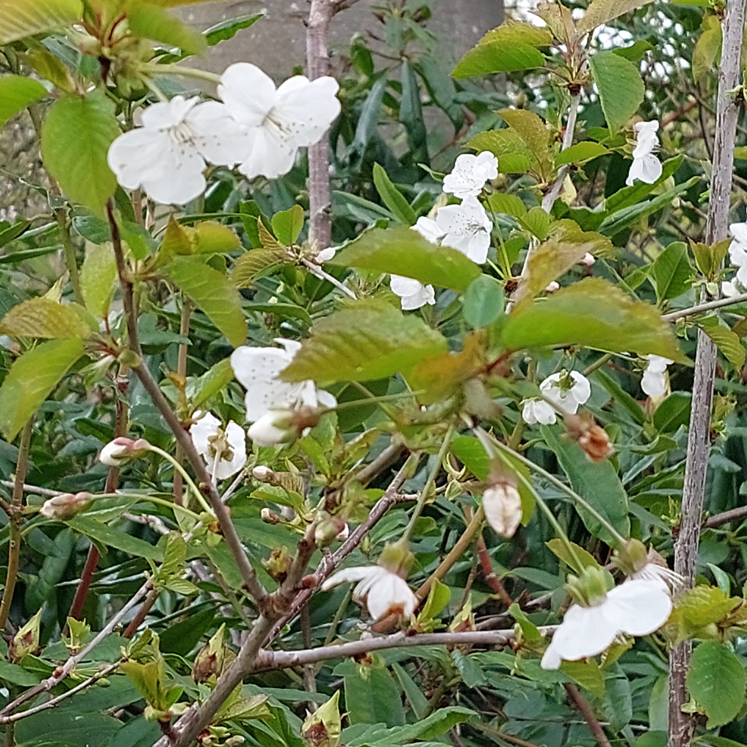Natuur in Bethanië april 2026