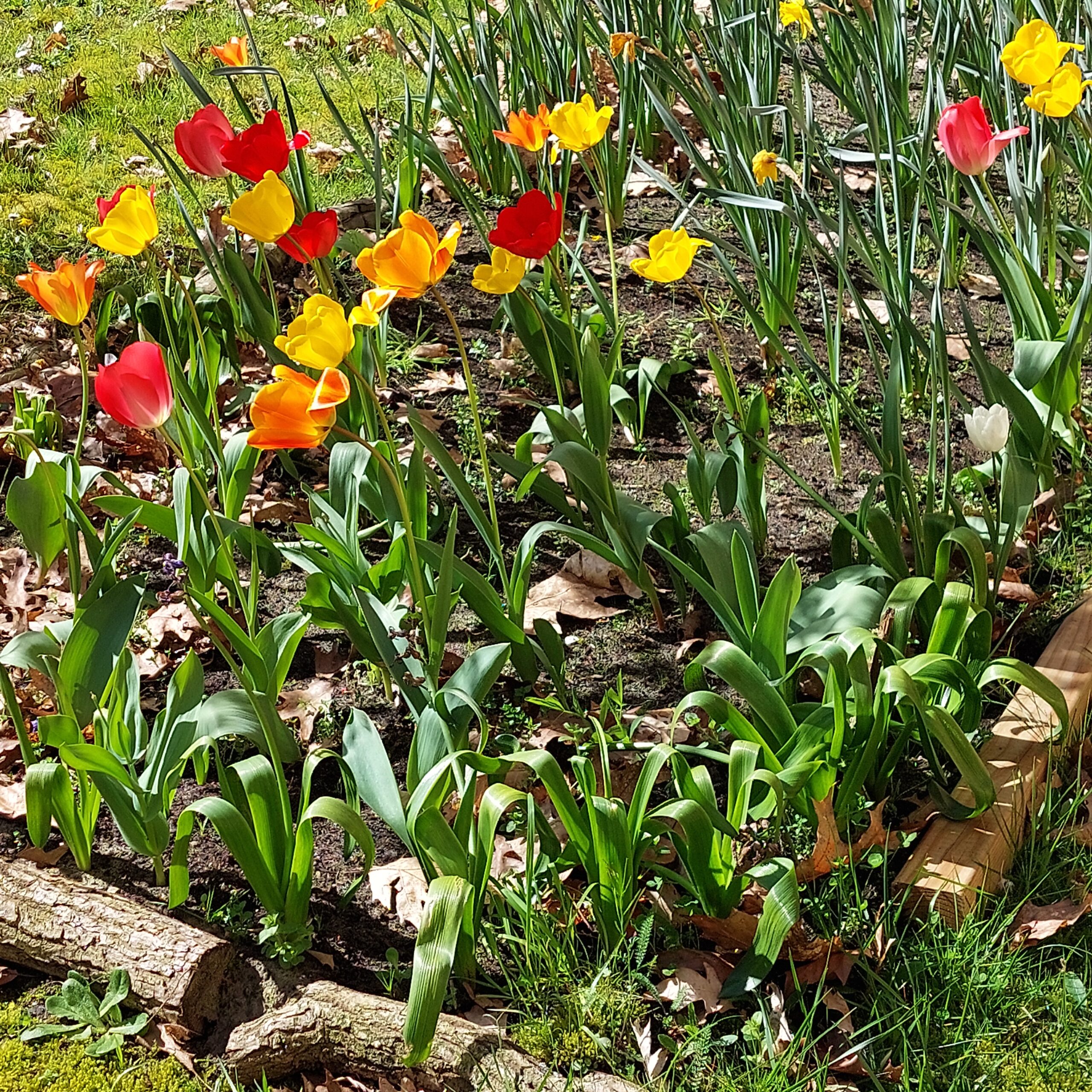 Natuur in Bethanië april 2026
