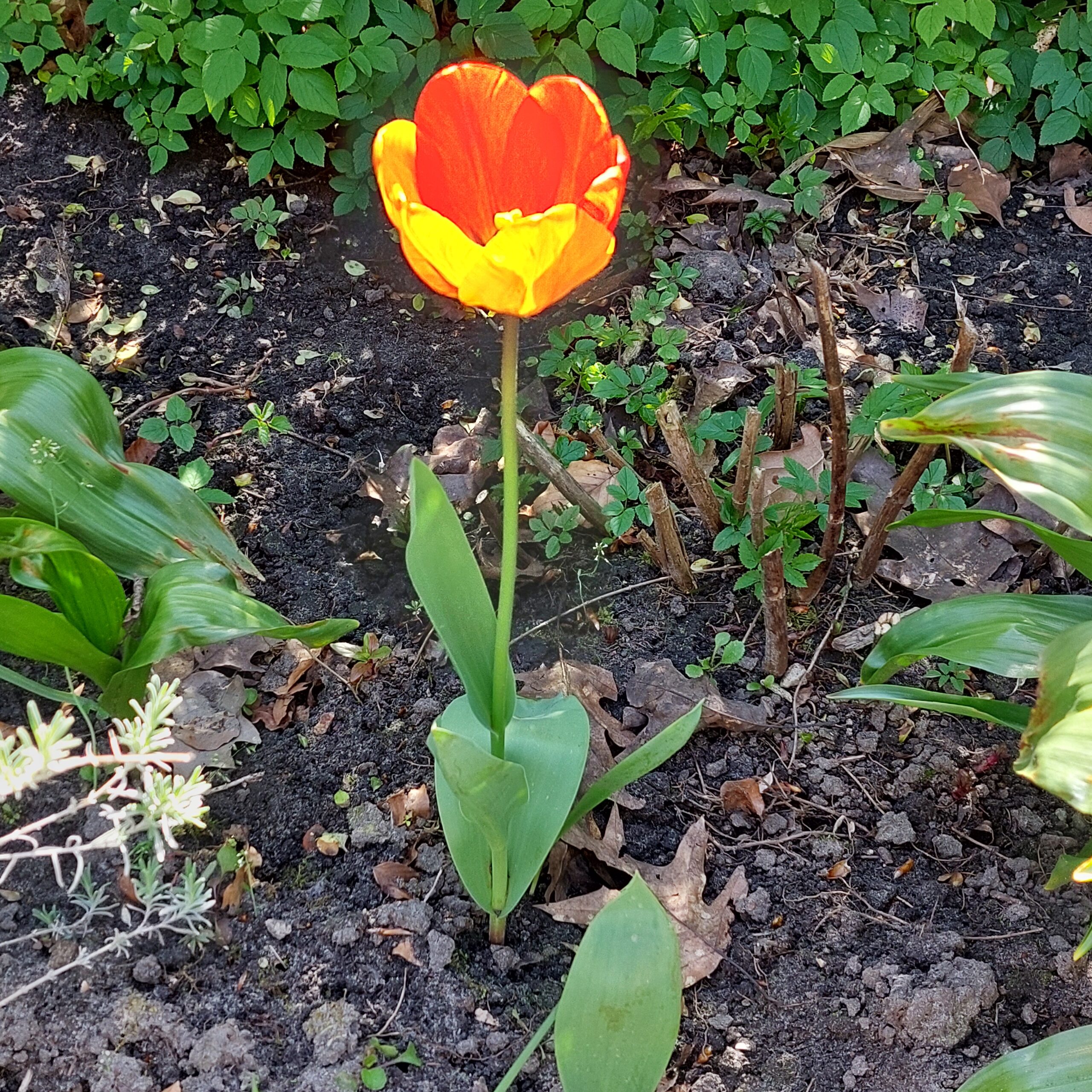 Natuur in Bethanië april 2026