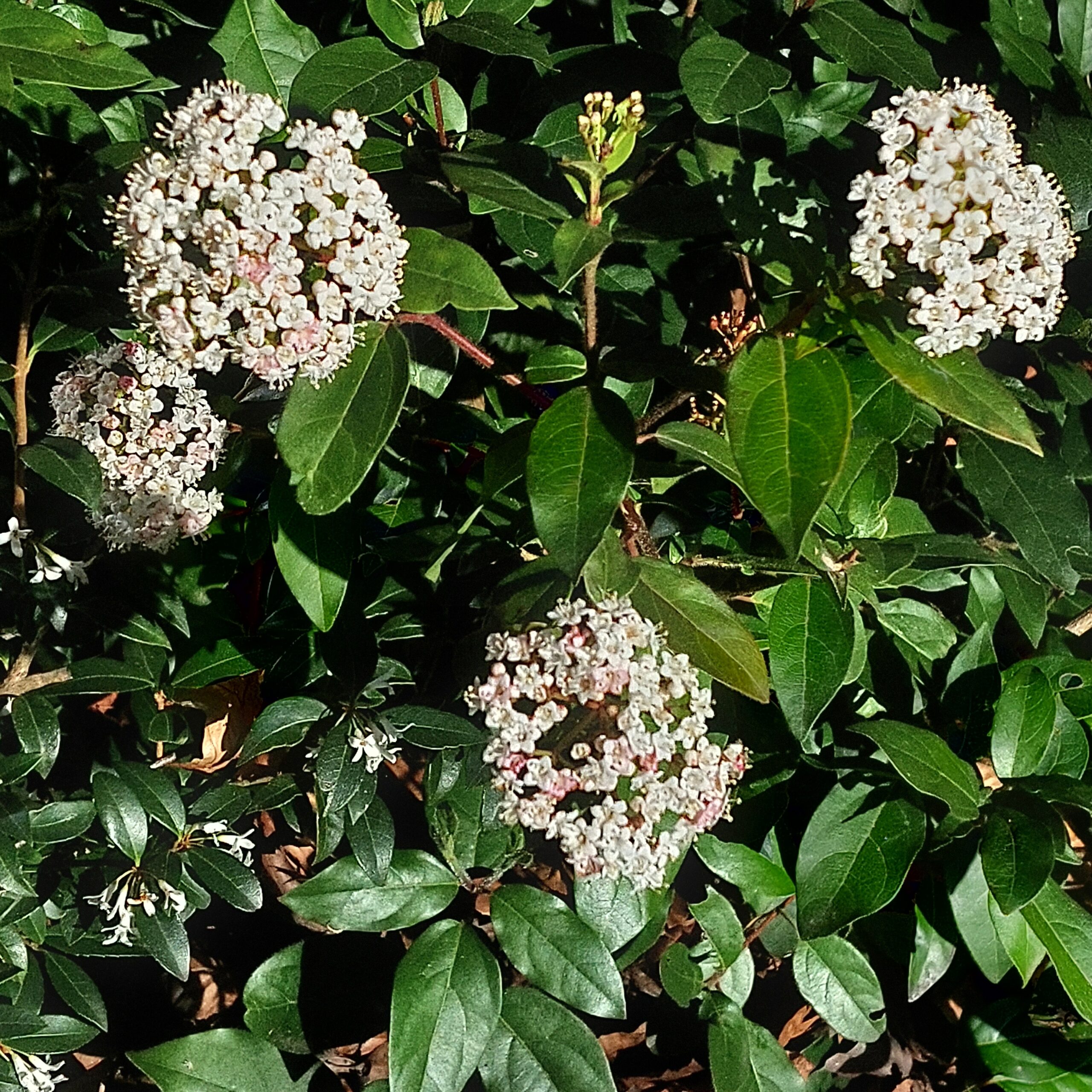 Natuur in Bethanië april 2026