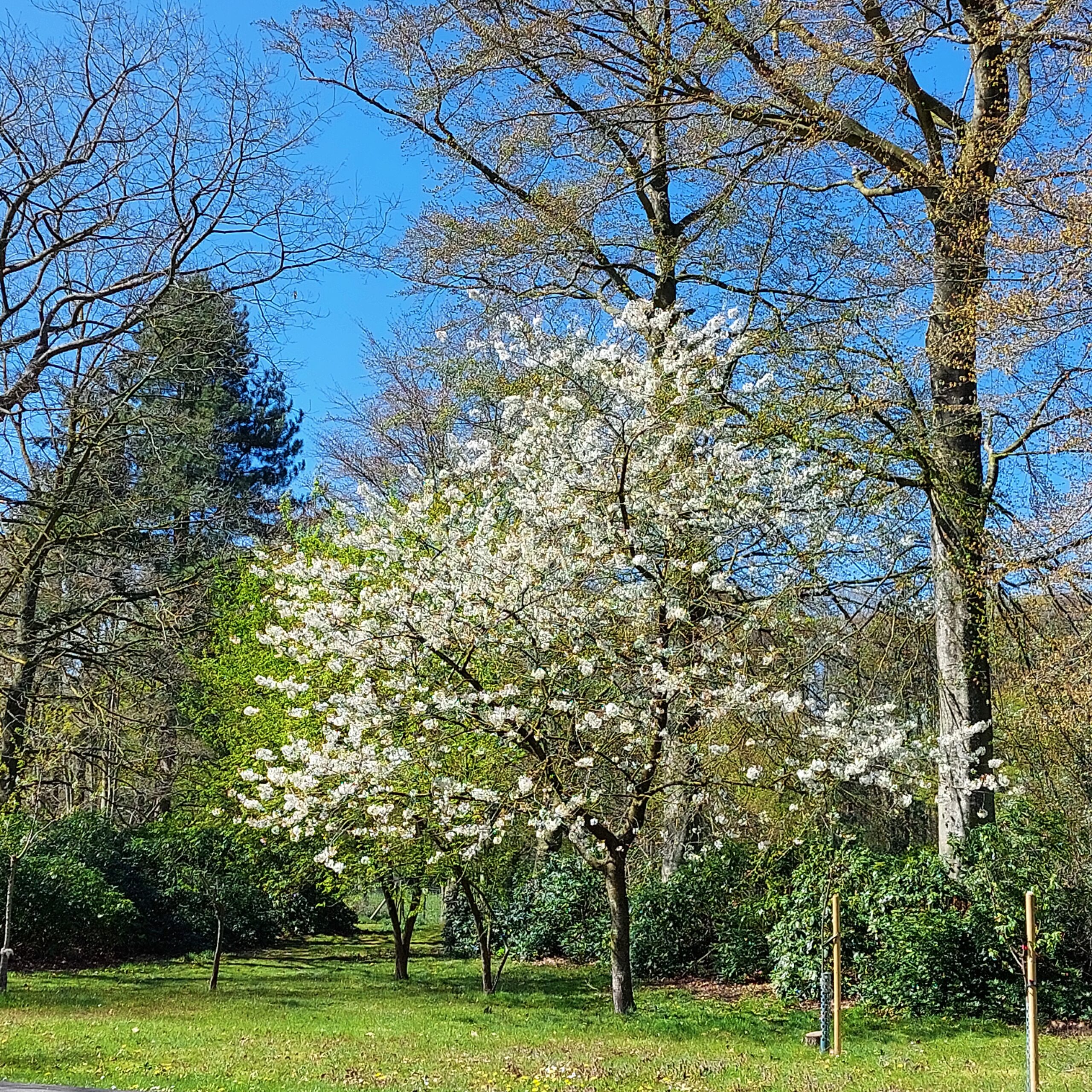 Natuur in Bethanië april 2026
