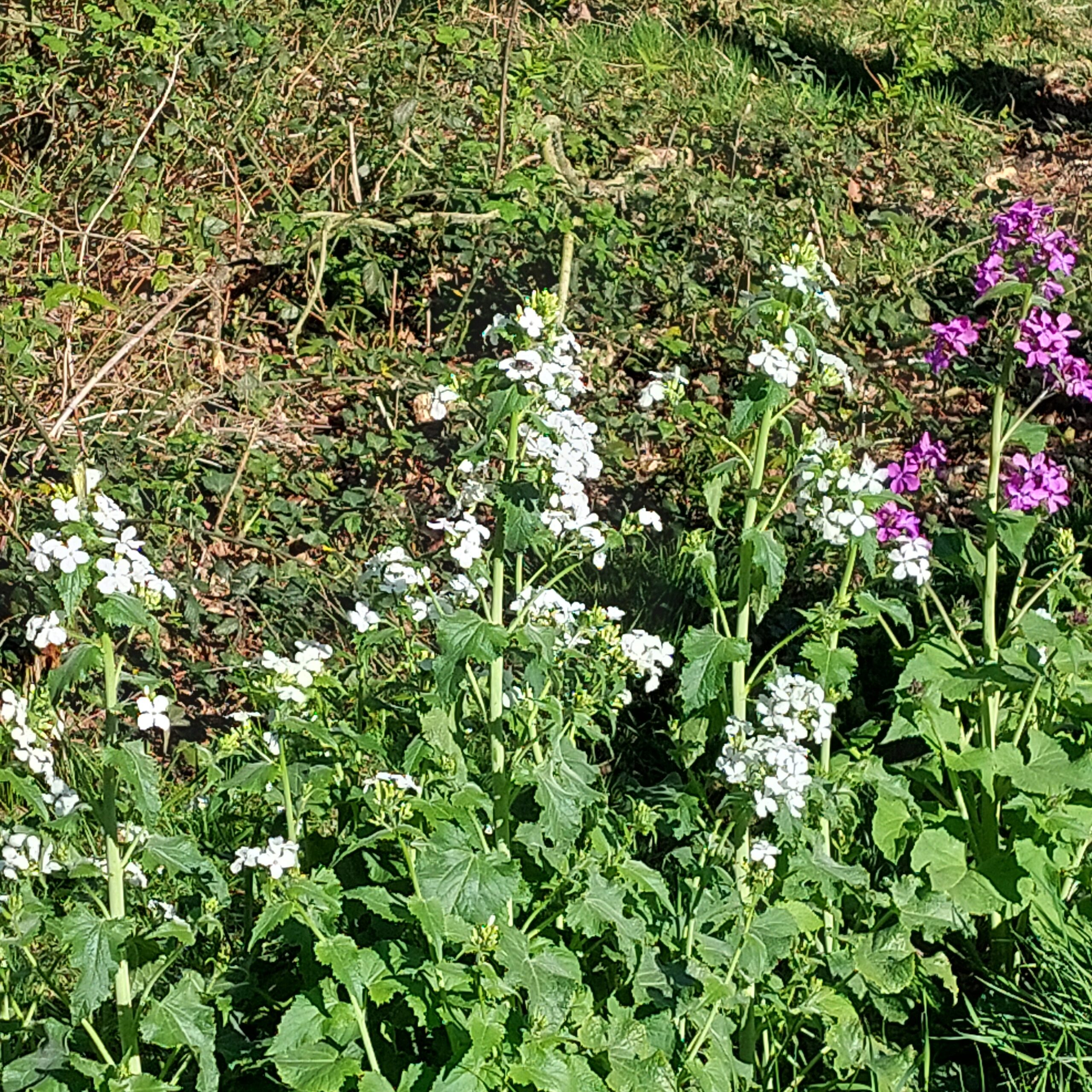 Natuur in Bethanië april 2026