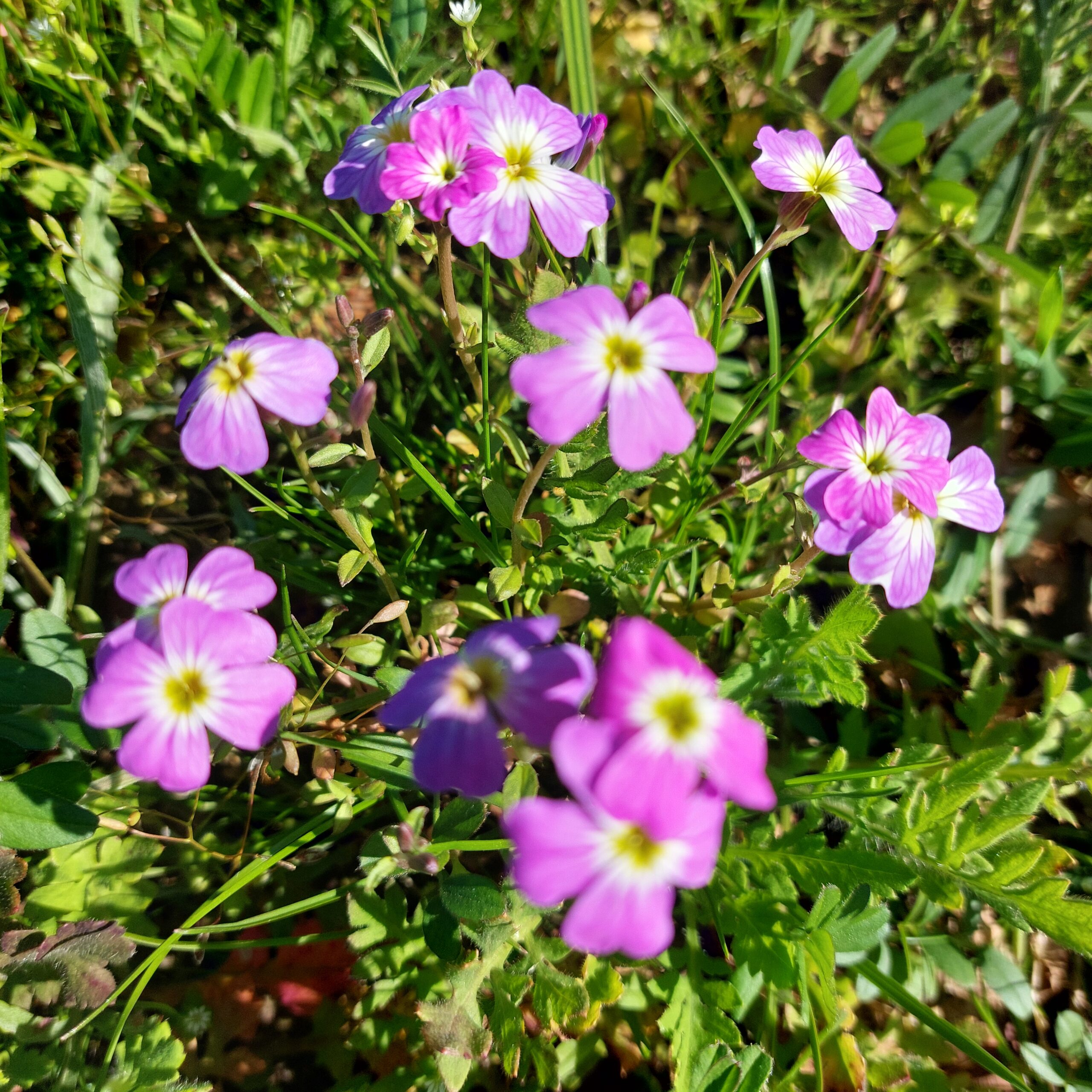 Natuur in Bethanië april 2026