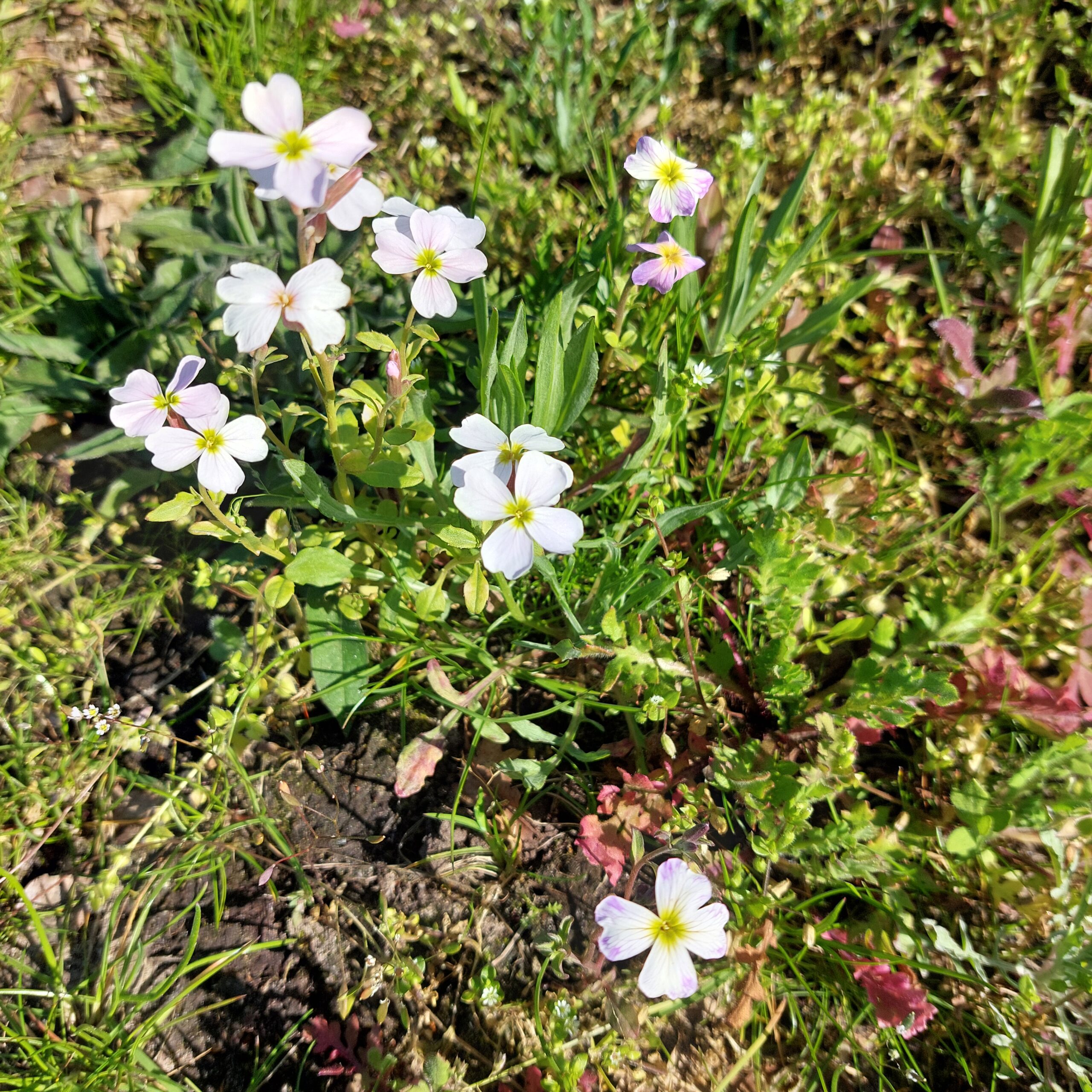 Natuur in Bethanië april 2026
