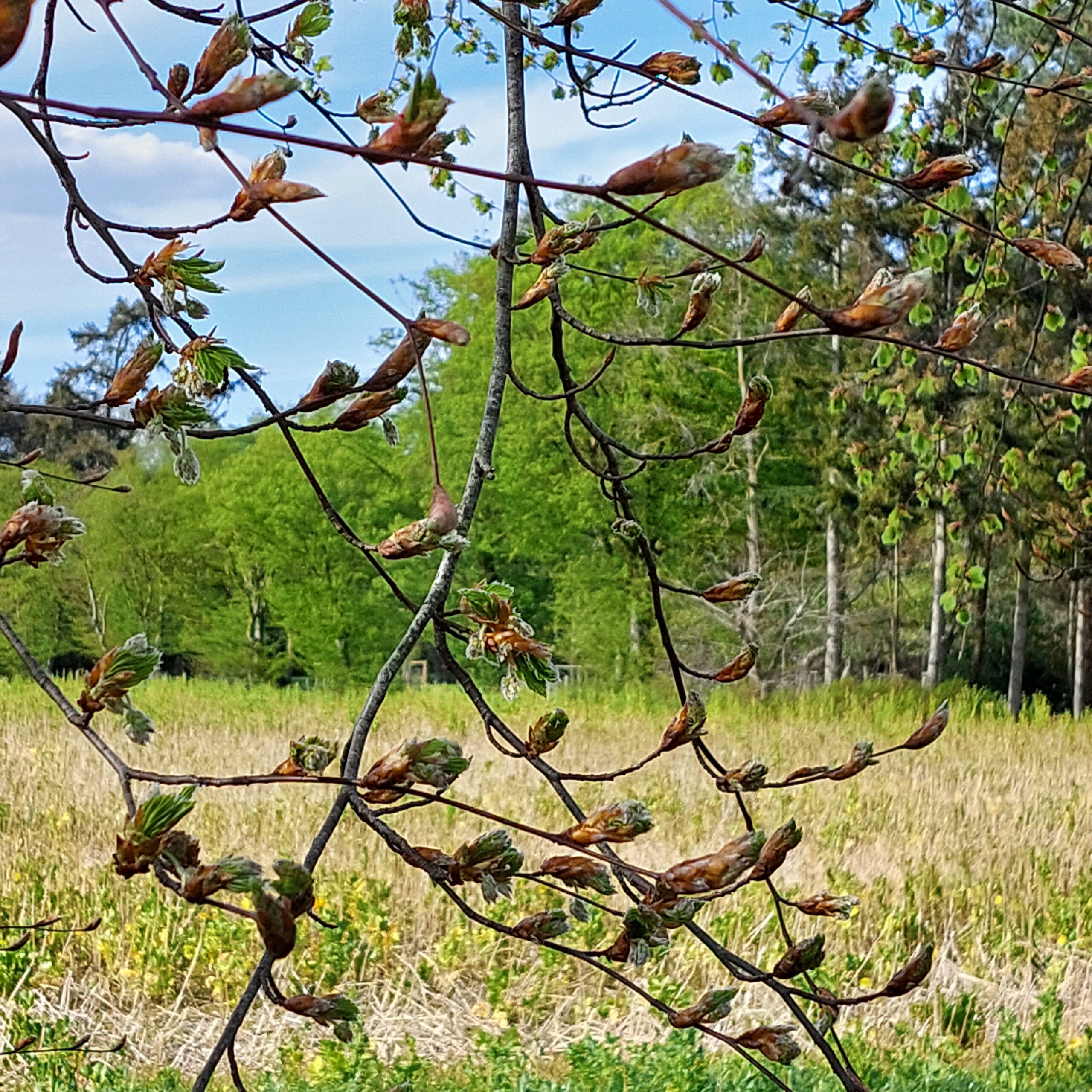 Natuur in Bethanië mei 2026