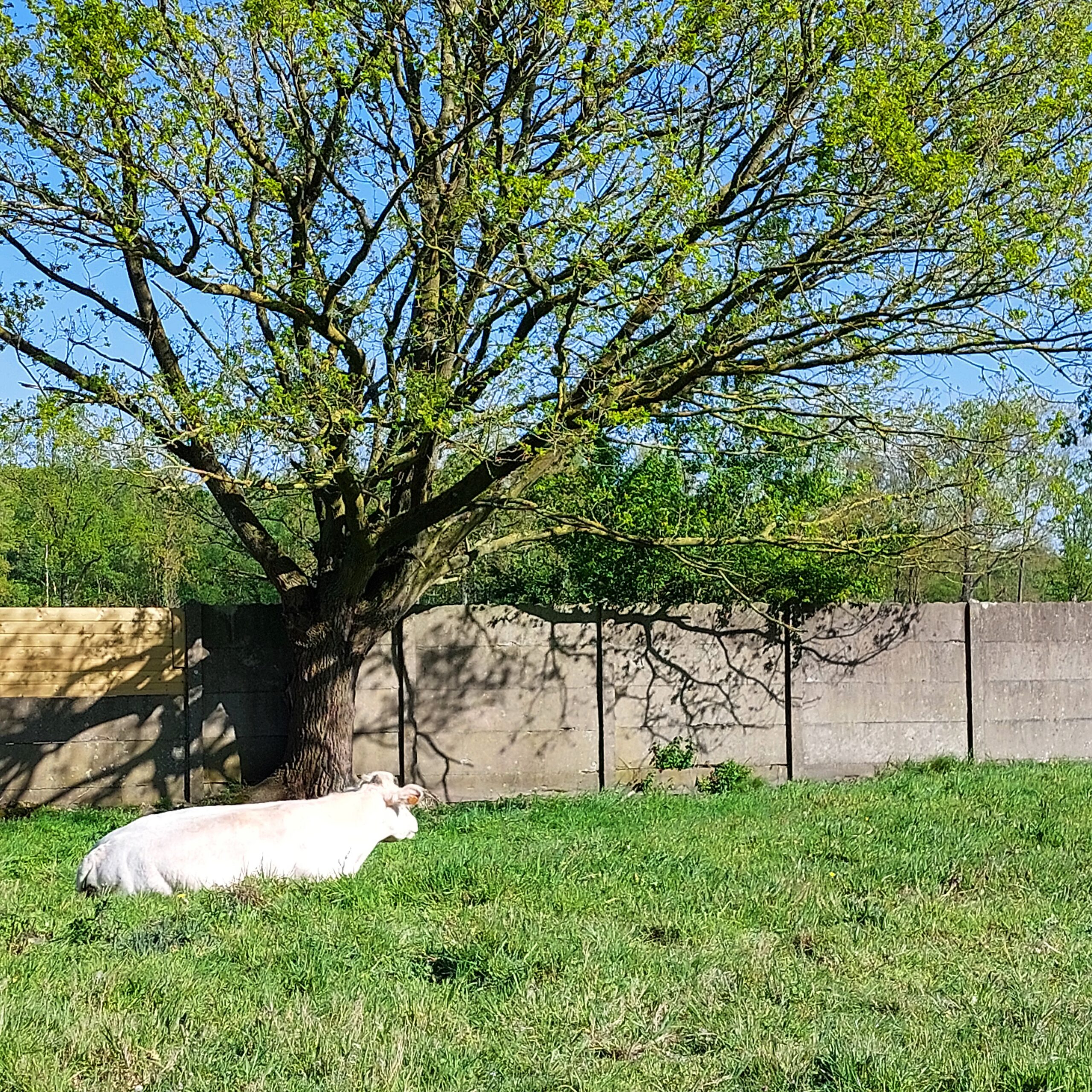 Natuur in Bethanië mei 2026