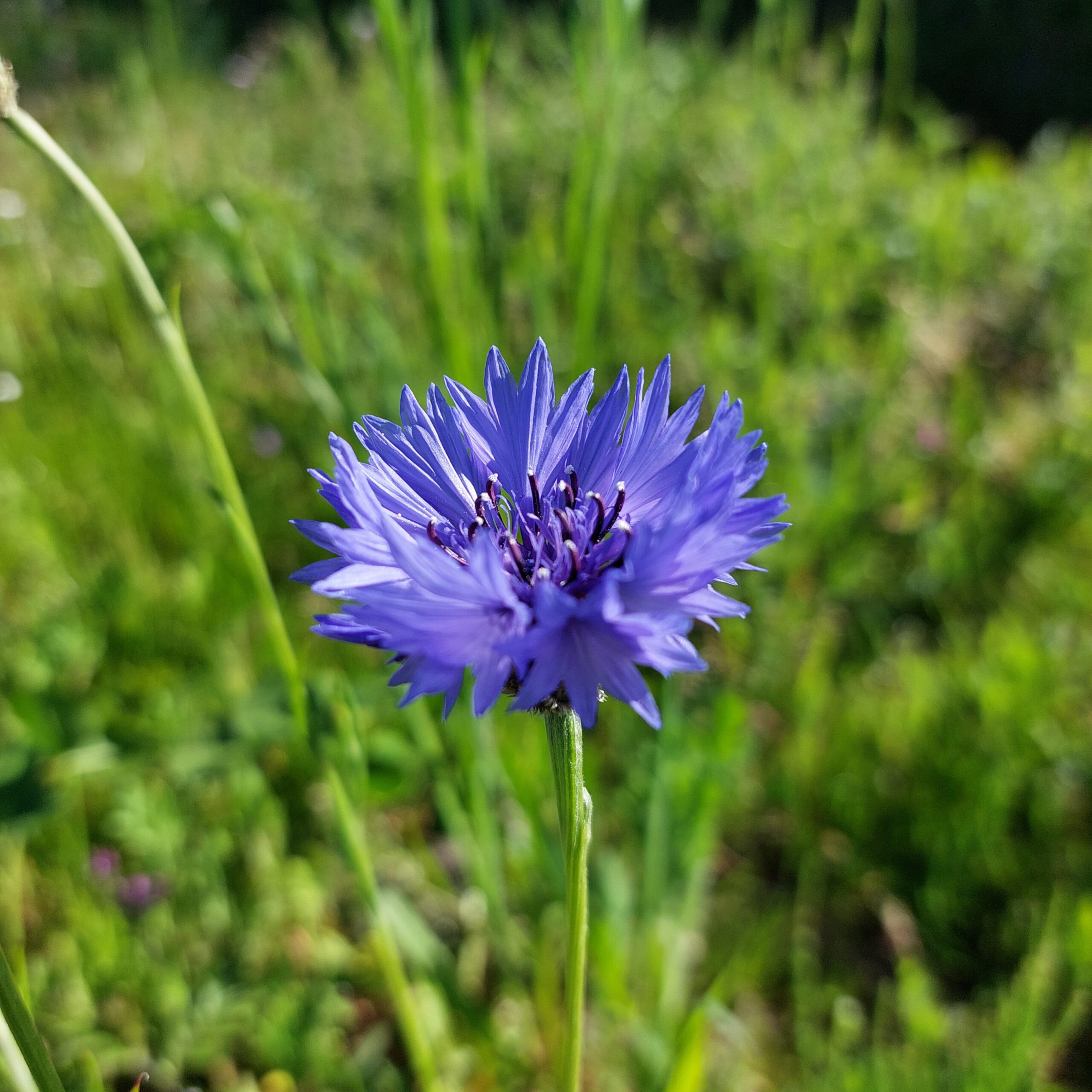 Natuur in Bethanië mei 2026