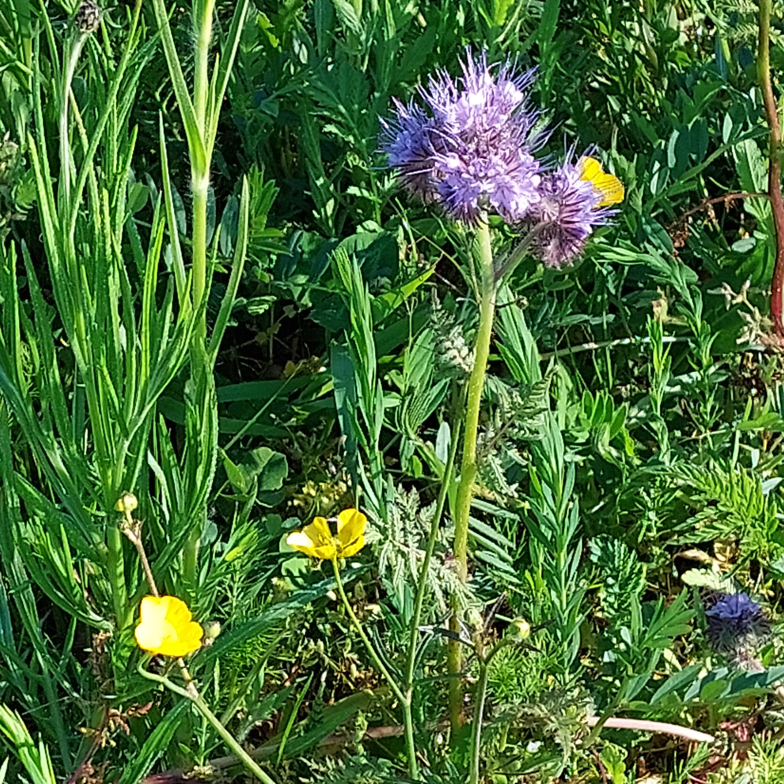 Natuur in Bethanië mei 2026