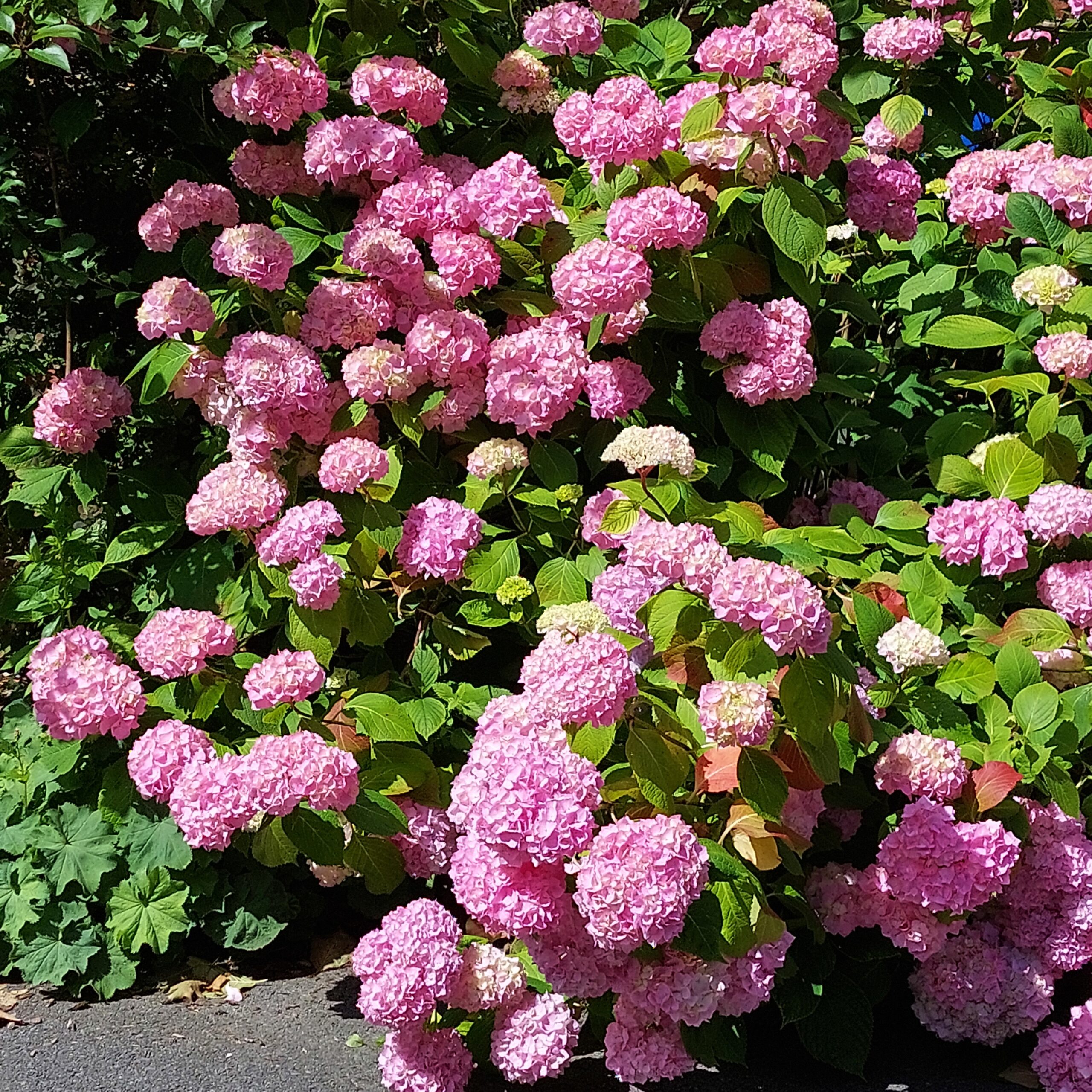 Natuur in Bethanië juli 2026