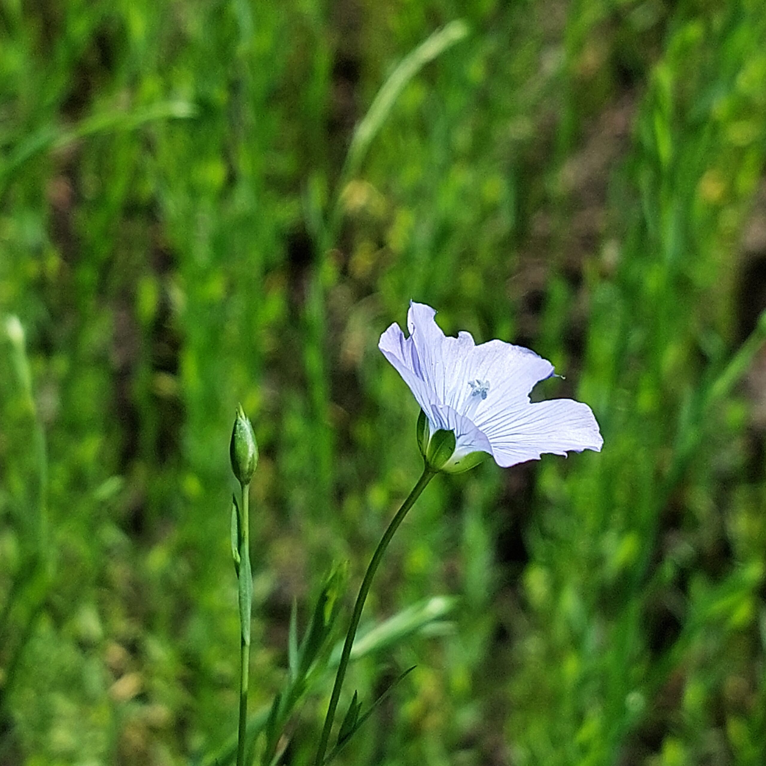 Natuur in Bethanië juli 2026