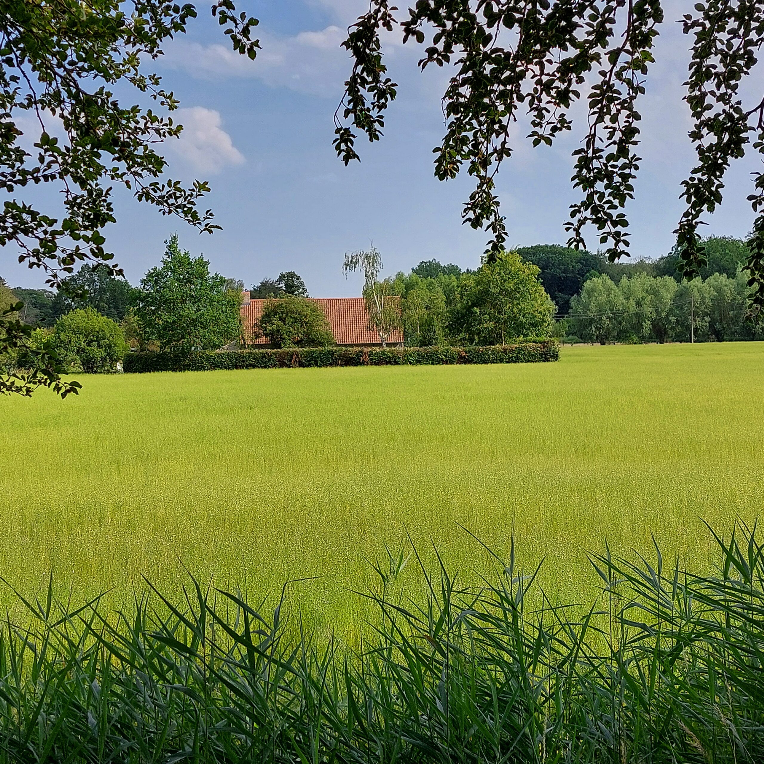 Natuur in Bethanië juli 2026