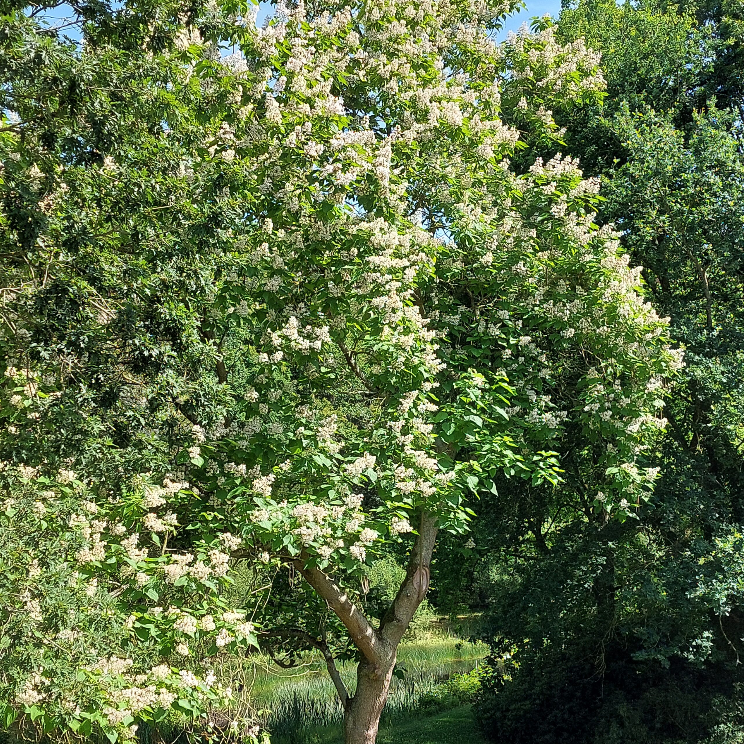 Natuur in Bethanië juli 2026