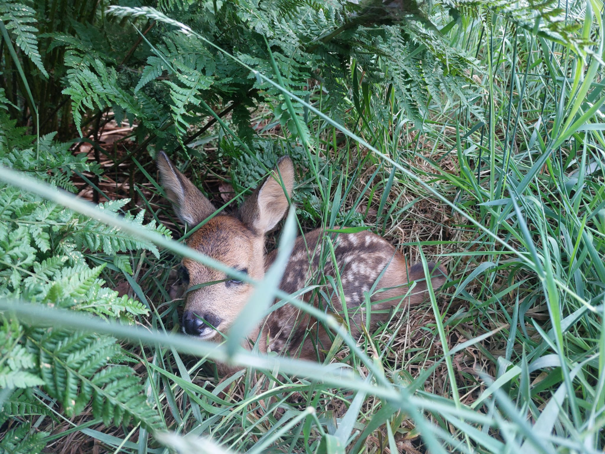 Natuur in Bethanië juli 2026