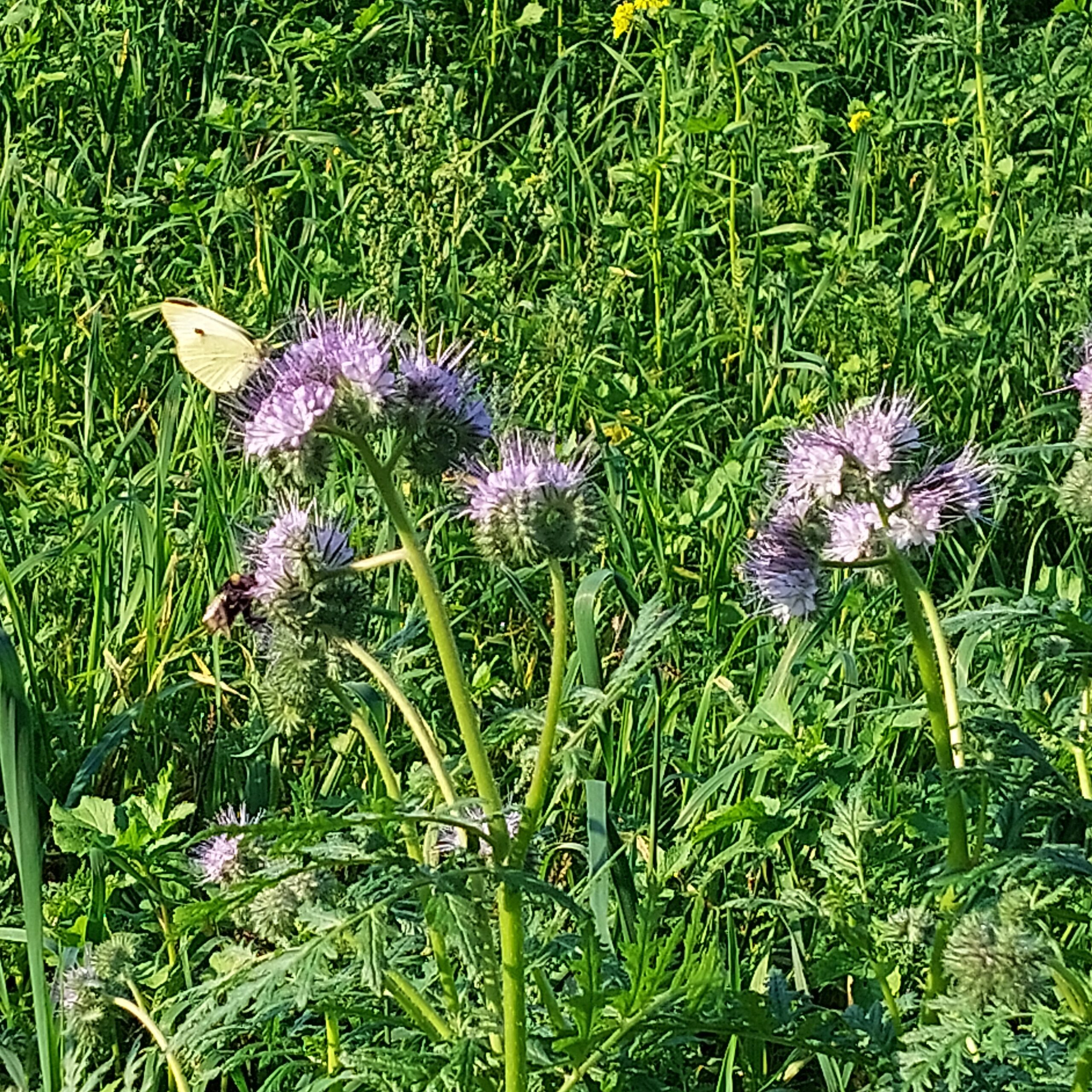 Natuur in Bethanië oktober 2026