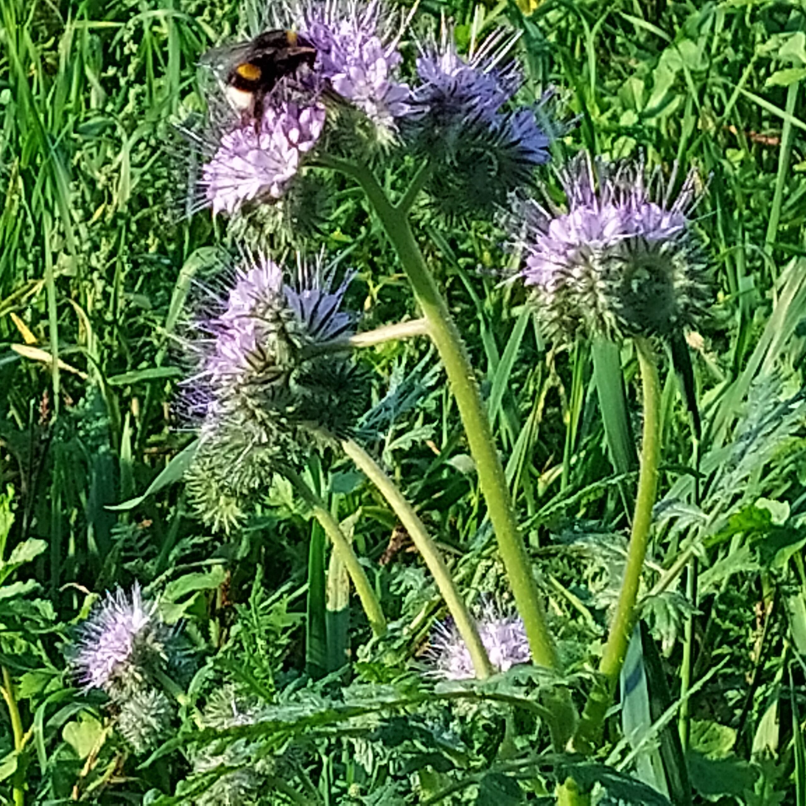 Natuur in Bethanië oktober 2026