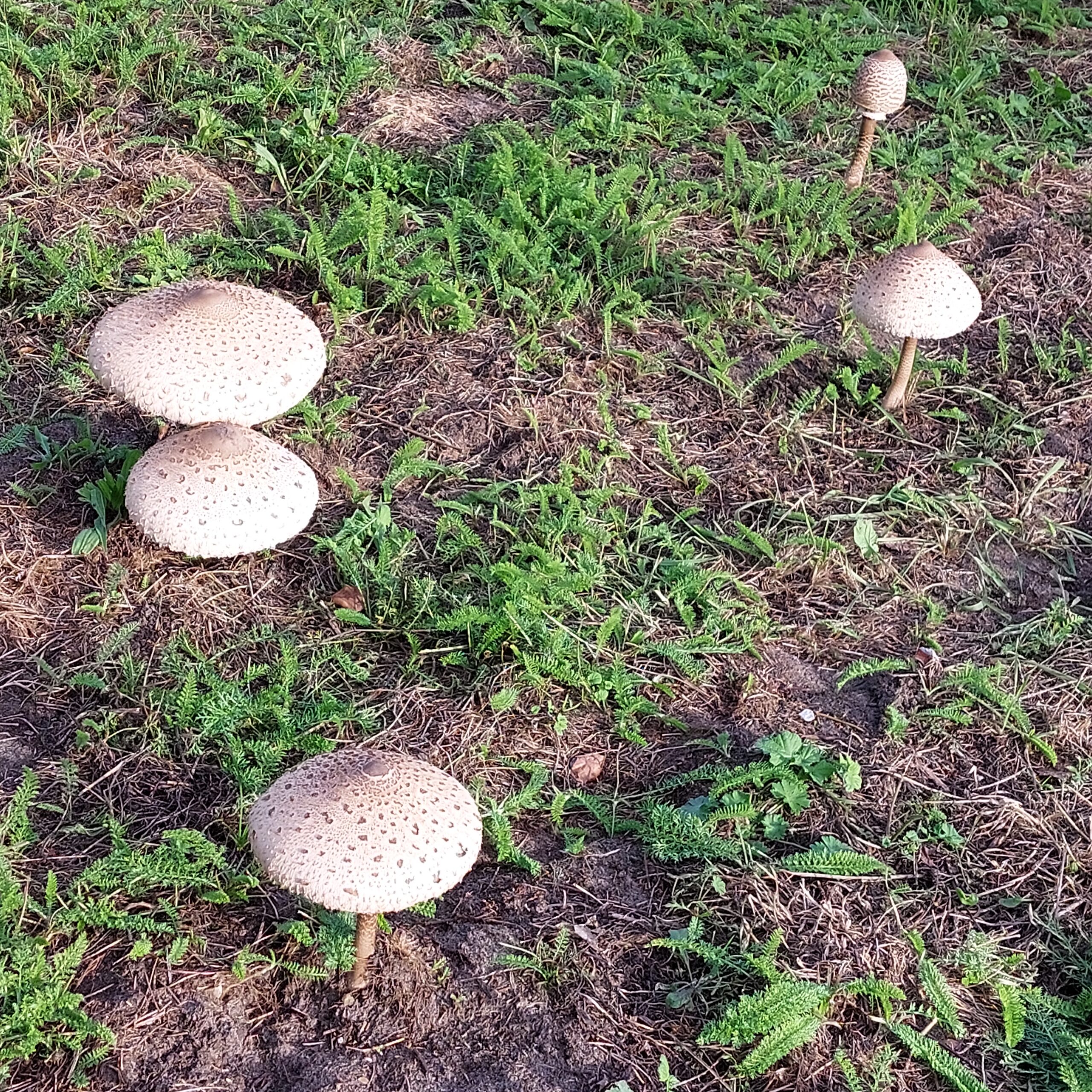 Natuur in Bethanië oktober 2026