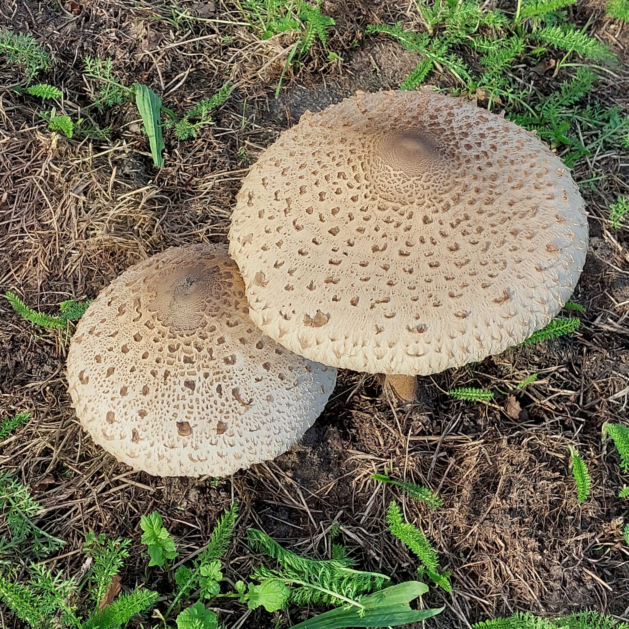 Natuur in Bethanië oktober 2026