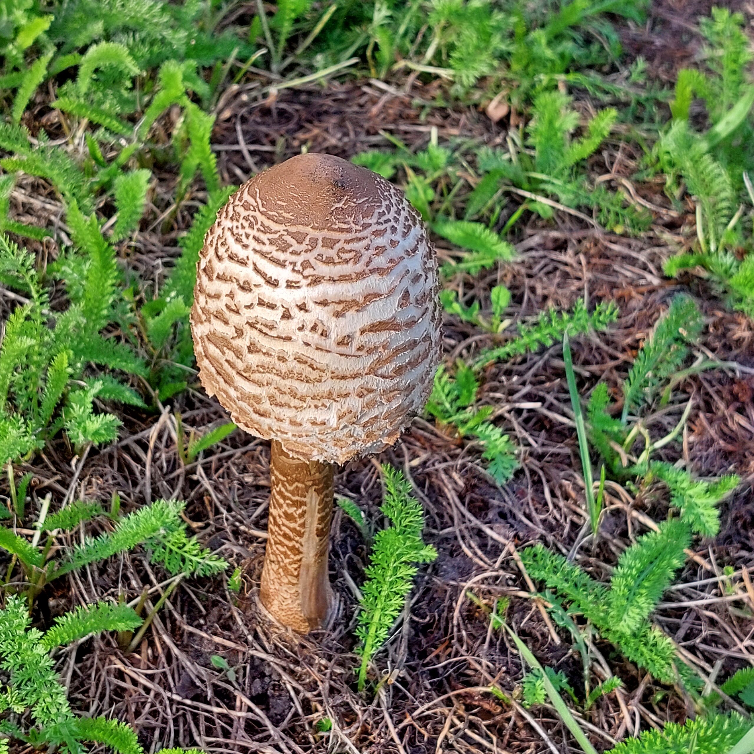 Natuur in Bethanië oktober 2026