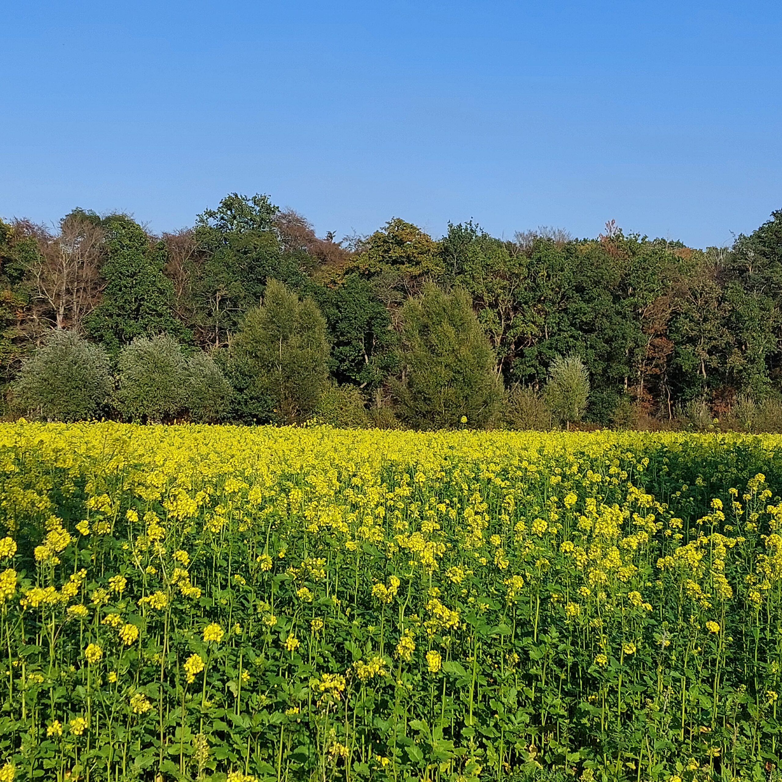 Natuur in Bethanië oktober 2026